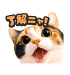 飛び出す★猫猫猫（個別スタンプ：4）