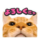 飛び出す★猫猫猫（個別スタンプ：5）