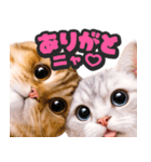 飛び出す★猫猫猫（個別スタンプ：7）
