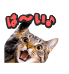 飛び出す★猫猫猫（個別スタンプ：8）