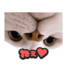飛び出す★猫猫猫（個別スタンプ：9）