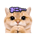 飛び出す★猫猫猫（個別スタンプ：10）