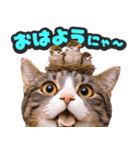 飛び出す★猫猫猫（個別スタンプ：11）