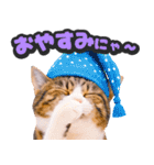 飛び出す★猫猫猫（個別スタンプ：12）