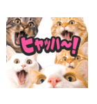 飛び出す★猫猫猫（個別スタンプ：13）