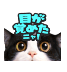 飛び出す★猫猫猫（個別スタンプ：14）