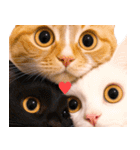 飛び出す★猫猫猫（個別スタンプ：15）