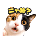 飛び出す★猫猫猫（個別スタンプ：16）