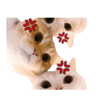 飛び出す★猫猫猫（個別スタンプ：17）