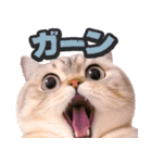 飛び出す★猫猫猫（個別スタンプ：18）