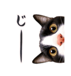 飛び出す★猫猫猫（個別スタンプ：19）