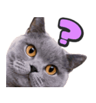 飛び出す★猫猫猫（個別スタンプ：20）