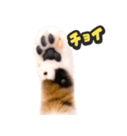 飛び出す★猫猫猫（個別スタンプ：21）