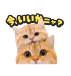 飛び出す★猫猫猫（個別スタンプ：22）