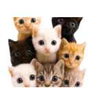 飛び出す★猫猫猫（個別スタンプ：23）