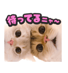 飛び出す★猫猫猫（個別スタンプ：24）