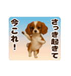 踊る！今これ界隈わんこMAX/犬/いぬ/イヌ（個別スタンプ：1）