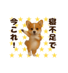 踊る！今これ界隈わんこMAX/犬/いぬ/イヌ（個別スタンプ：5）