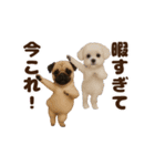 踊る！今これ界隈わんこMAX/犬/いぬ/イヌ（個別スタンプ：9）