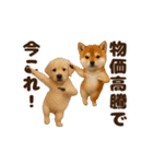 踊る！今これ界隈わんこMAX/犬/いぬ/イヌ（個別スタンプ：10）