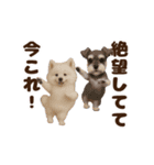 踊る！今これ界隈わんこMAX/犬/いぬ/イヌ（個別スタンプ：11）
