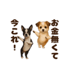踊る！今これ界隈わんこMAX/犬/いぬ/イヌ（個別スタンプ：12）