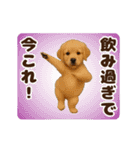 踊る！今これ界隈わんこMAX/犬/いぬ/イヌ（個別スタンプ：14）