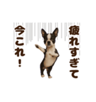 踊る！今これ界隈わんこMAX/犬/いぬ/イヌ（個別スタンプ：15）