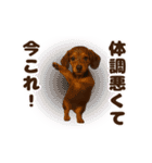 踊る！今これ界隈わんこMAX/犬/いぬ/イヌ（個別スタンプ：17）