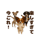 踊る！今これ界隈わんこMAX/犬/いぬ/イヌ（個別スタンプ：21）