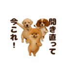 踊る！今これ界隈わんこMAX/犬/いぬ/イヌ（個別スタンプ：22）