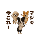 踊る！今これ界隈わんこMAX/犬/いぬ/イヌ（個別スタンプ：24）