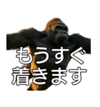 いま行くゴリラ【毎日使える・出勤・仕事】（個別スタンプ：3）