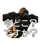 いま行くゴリラ【毎日使える・出勤・仕事】（個別スタンプ：7）