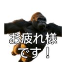 いま行くゴリラ【毎日使える・出勤・仕事】（個別スタンプ：12）