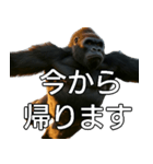 いま行くゴリラ【毎日使える・出勤・仕事】（個別スタンプ：16）