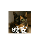 小花達の日常会話スタンプ2（台湾華語）（個別スタンプ：4）