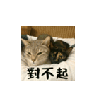 小花達の日常会話スタンプ2（台湾華語）（個別スタンプ：6）