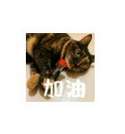 小花達の日常会話スタンプ2（台湾華語）（個別スタンプ：7）