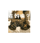 小花達の日常会話スタンプ2（台湾華語）（個別スタンプ：23）