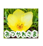 飛び出す！大人やさしい野の花【再販】（個別スタンプ：1）
