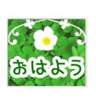 飛び出す！大人やさしい野の花【再販】（個別スタンプ：2）