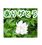 飛び出す！大人やさしい野の花【再販】（個別スタンプ：4）