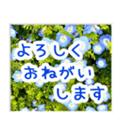 飛び出す！大人やさしい野の花【再販】（個別スタンプ：5）