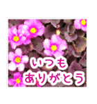 飛び出す！大人やさしい野の花【再販】（個別スタンプ：8）