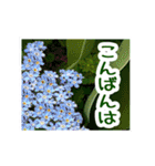 飛び出す！大人やさしい野の花【再販】（個別スタンプ：11）
