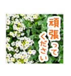飛び出す！大人やさしい野の花【再販】（個別スタンプ：13）