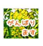 飛び出す！大人やさしい野の花【再販】（個別スタンプ：14）