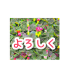 飛び出す！大人やさしい野の花【再販】（個別スタンプ：20）