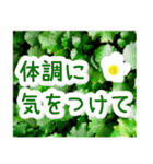 飛び出す！大人やさしい野の花【再販】（個別スタンプ：21）
